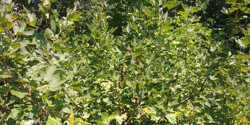 Brusnice tako in drugače