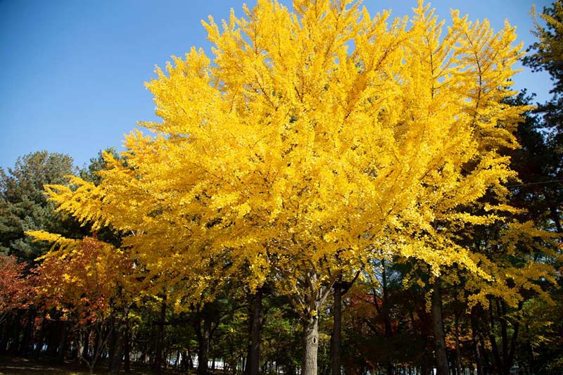 Dvokrpi ginko in njegovi zdravilni učinki